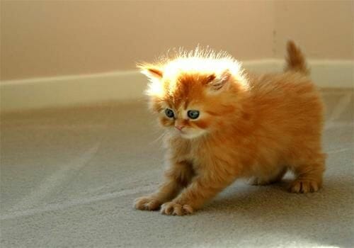 WordPress 4.4 Cat WordPress 4.4 Cat