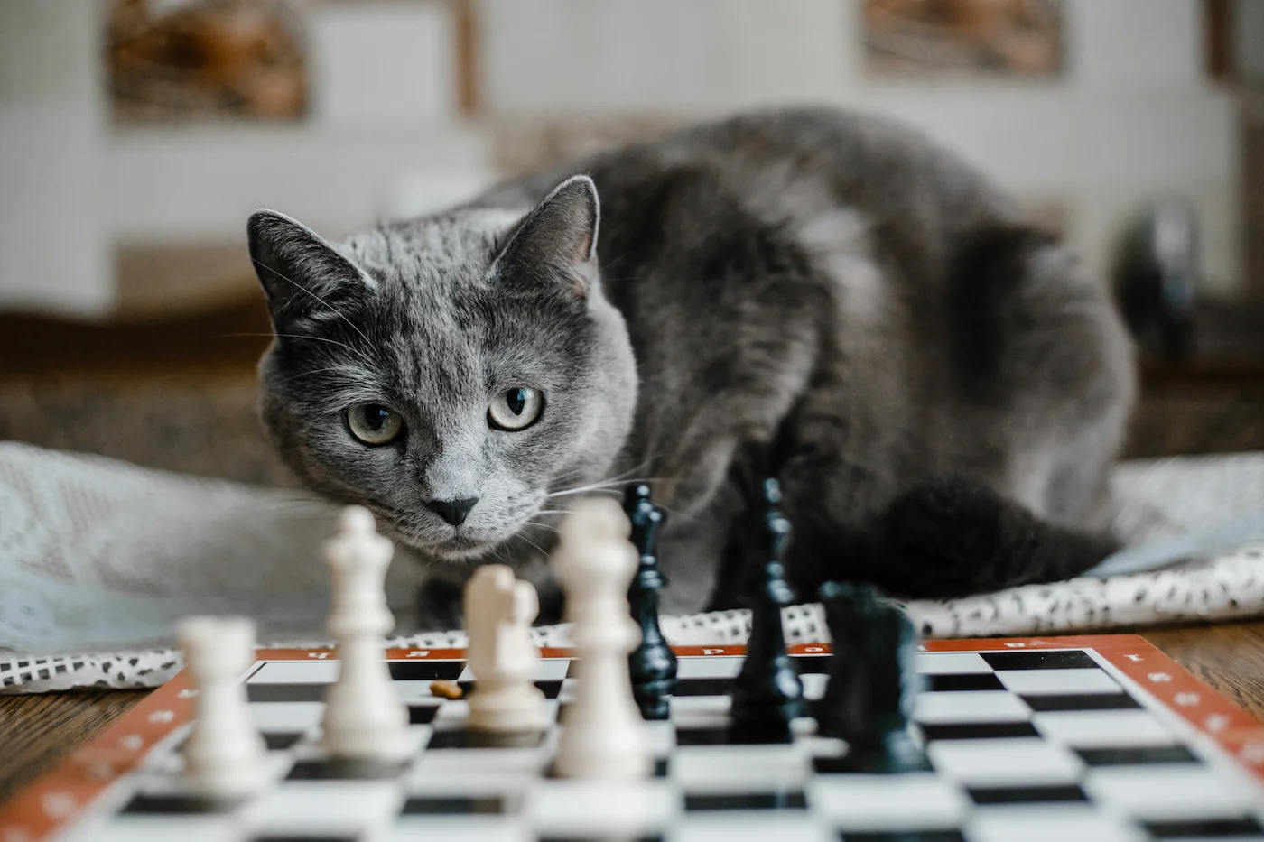 A cat playing chess, strategically.